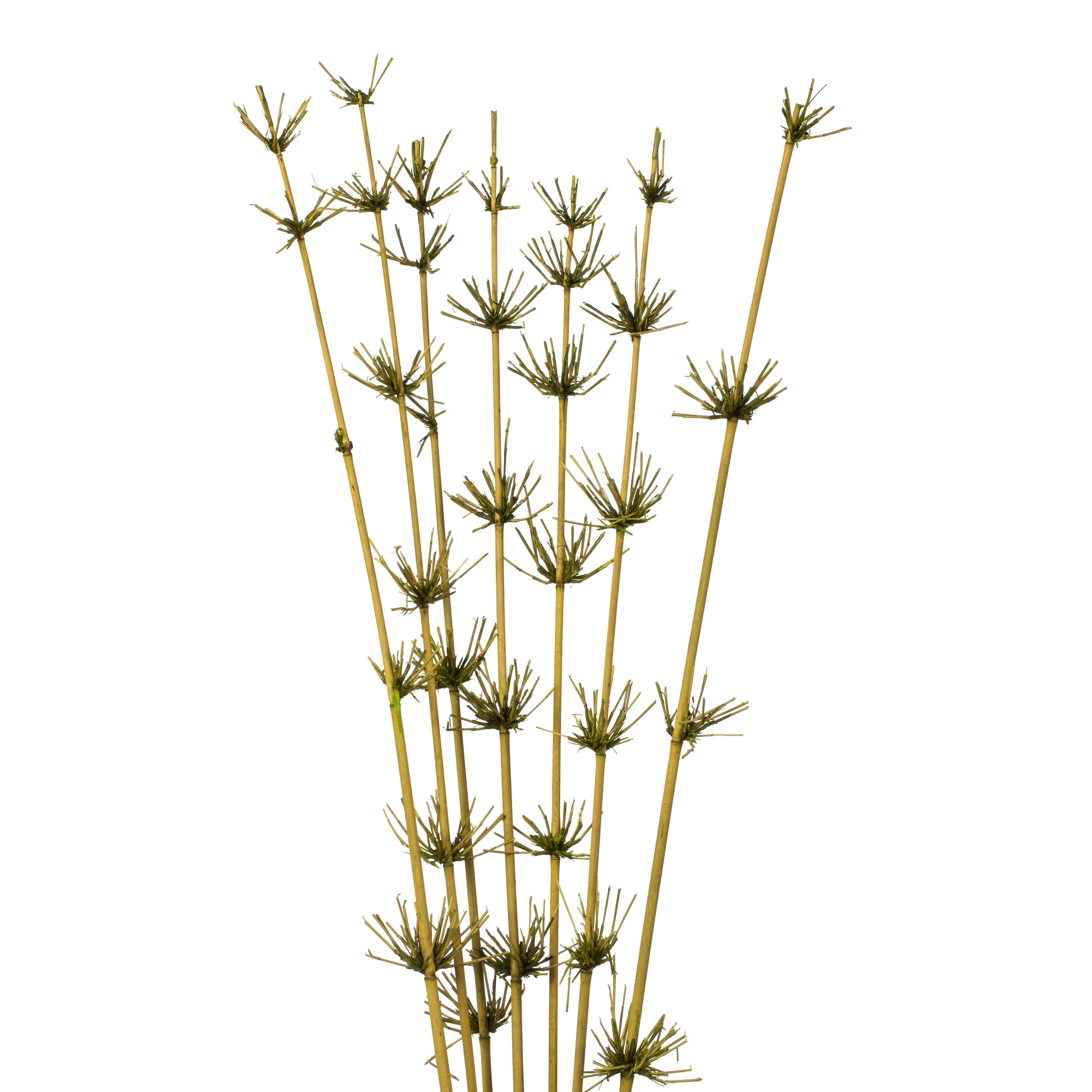 Vickerman 36-40" Basil Star Bamboo Reed, 7 stems, Dried