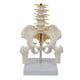 thumbnail image 1 of Human Lumbar Vertebra Model Female Pelvis Model Hip Female Anatomy Model Bone Pelvic Anatomical Models 1/2 Life Size, 1 of 5