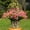 Daffodils Pink, variant on 4 Pcs Sprlng Outdoor Artifical Flower Uv Resistant Fake Plants Faux Plastic Floral Greenery Shrubs Hanging Flower Plante for Home Kitchen Balcony Garden Window Sill Decoration (Rose Red)
