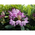 thumbnail image 2 of Independence Rosebay Rhododendron, 2 of 4