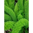 Foxtail Fern Myers | Live Plants | Asparagus Densiflorus Myersii ...