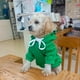 thumbnail image 3 of Ropa con capucha para mascotas Suéter para perros - Sudadera con capucha para perros Ropa para perros y gatos Ropa cálida y linda Suéter de lana Suéter para perros Chaqueta de algodón Camisa, 3 of 5