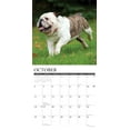 thumbnail image 3 of Bulldogs 2026 Wall Calendar, (Paperback), 3 of 5