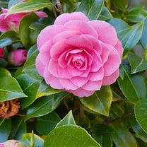 Pink Camellia Plant 8-12'' Tall, Live Camellia Shrub, Showy Seasonal Blooms, Outdoor Planting