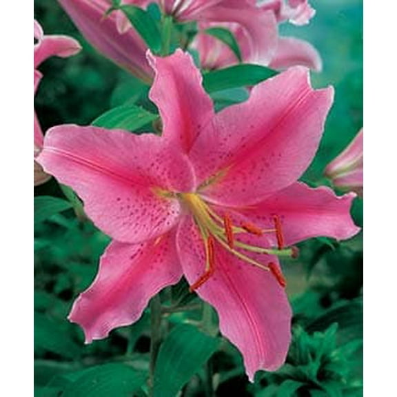8 Mixed Sprouted lily bulbs! Random mix! End of Season clearance! Asiatic and oriental
