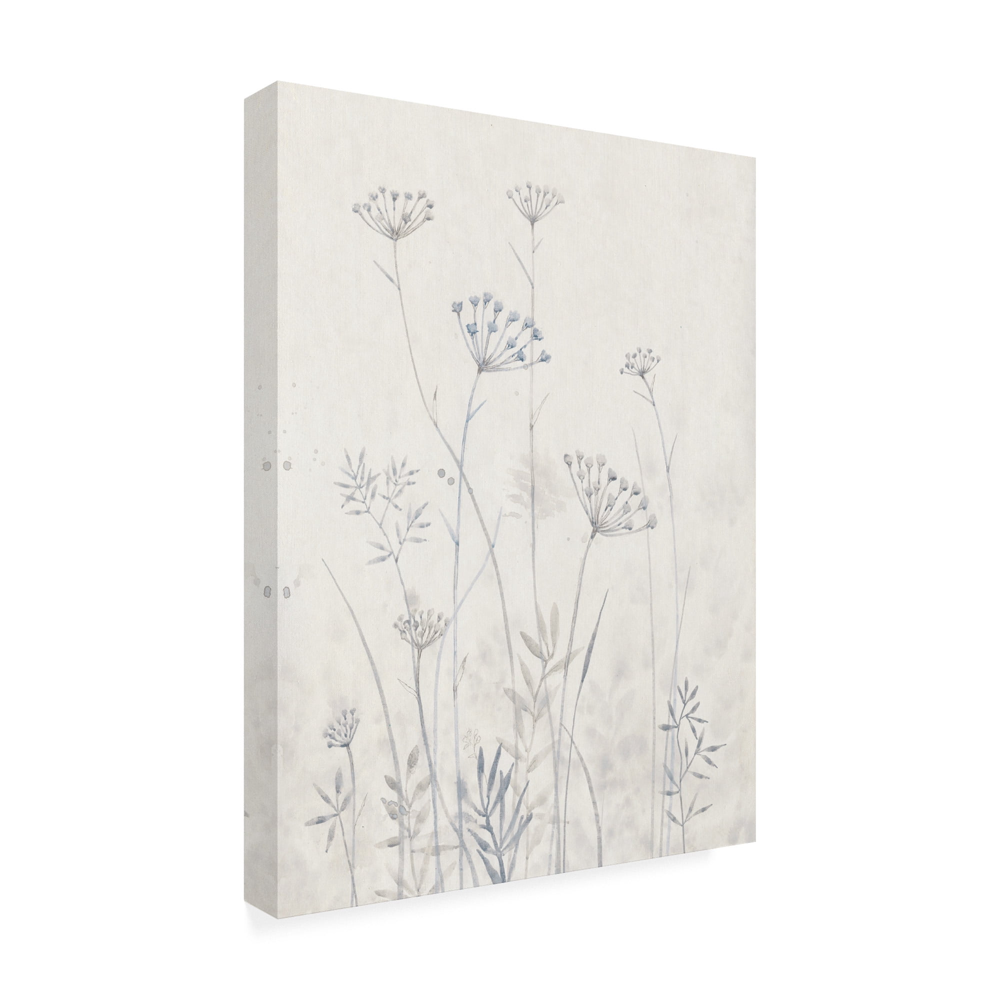 Trademark Fine Art 'Neutral Queen Anne's Lace I' Canvas Art by Tim OToole