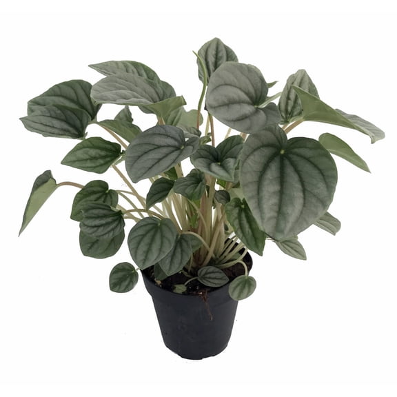 Frost Peperomia 4" Pot - Trending