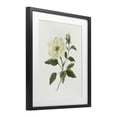 thumbnail image 2 of Stupell Industries Traditional Ivory Rose Bloom With Green Foliage Black Framed Print Under Glass, 13 x 16, by Nan, 2 of 8