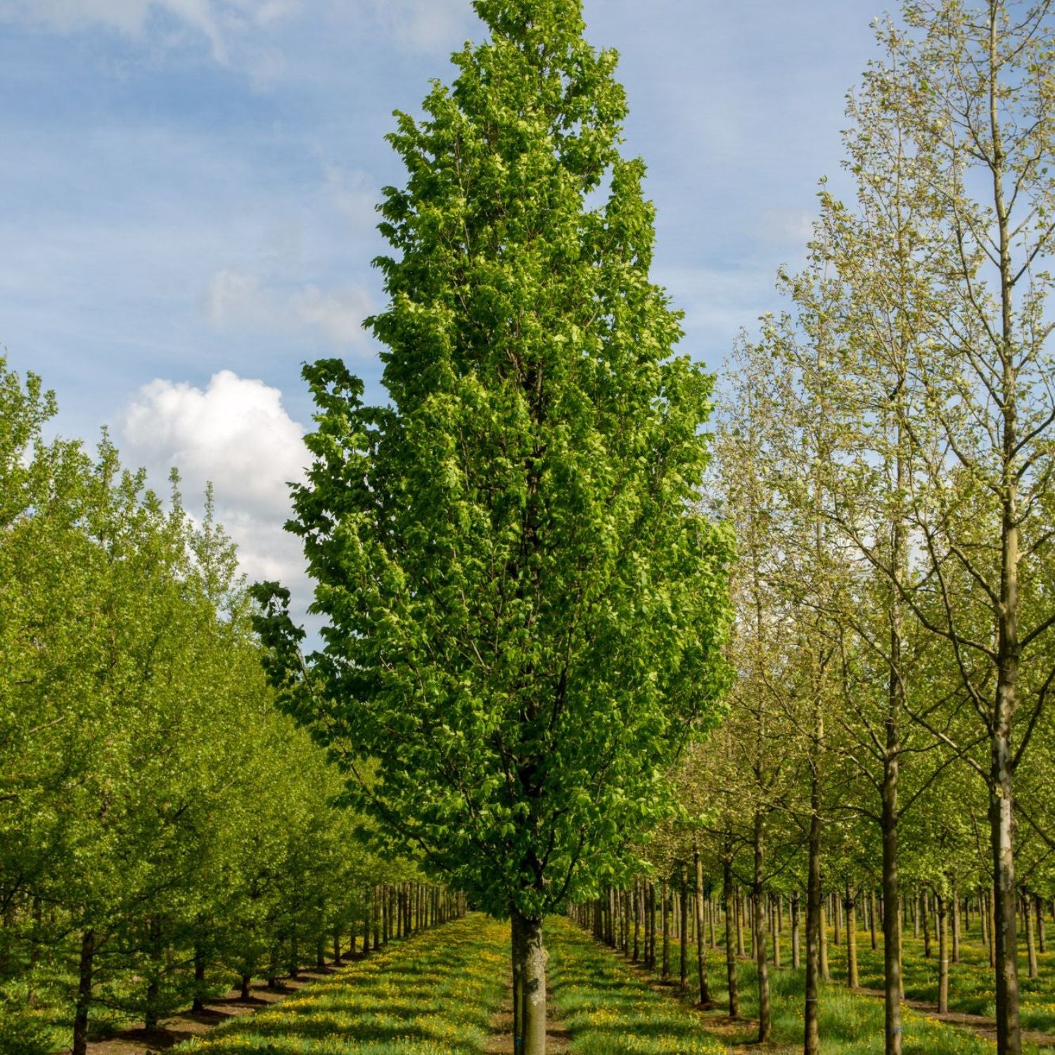 Expert Gardener 2-3' Hornbeam Frans Fontaine in 1 gal. Grower Pot