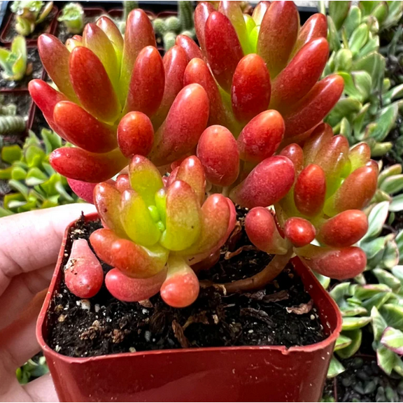 Live Sedum Jelly Bean Plant - Sedum Rubrotinctum Plant - Blue Jelly Bean Plant - Jelly Bean Plant - Many Fingers Plant - Silver Jelly Beans Plant - Succulent Beans Plant - 2 Inch Pot