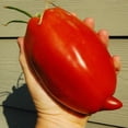 thumbnail image 1 of Poivre de Tomate Sans Ogm, 1 of 5