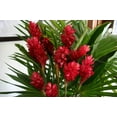 thumbnail image 5 of Live Red Ginger Plant Root 1 Pk (2 Roots Each 2"- 4" Long) Shade, 5 of 7