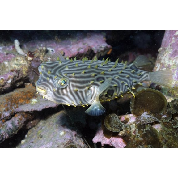 Burrfish in Atlantic Ocean Canvas Art - Karen DoodyStocktrek Images (18 x 12)