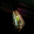 thumbnail image 3 of Dusknt a Floodlight Clearance! Led Light, Colored Fireworks Bulbs, 1X Colored Fireworks Bulb, 3 of 3