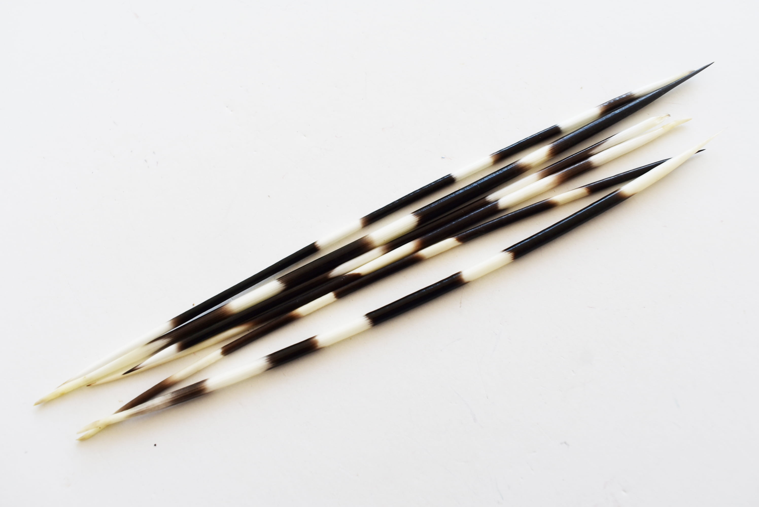 5-7 Set of 3 African Porcupine Quills Handpicked Decor Hobby Indian Crafts Hair Sticks