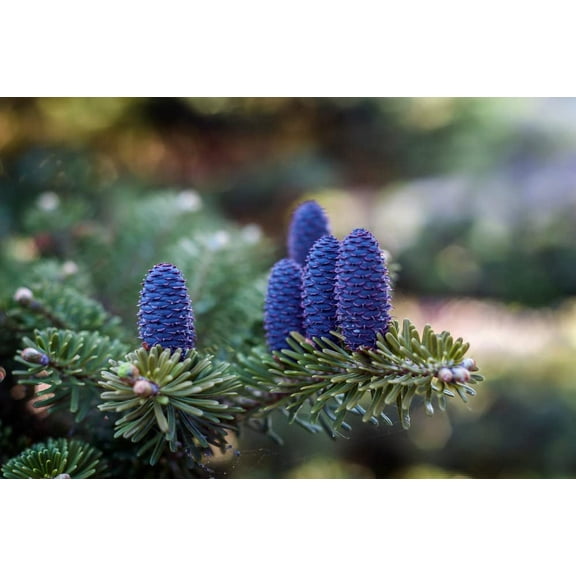 CZ Grain 20 Korean Fir Tree Plant Seeds, Exotic Blue Cones