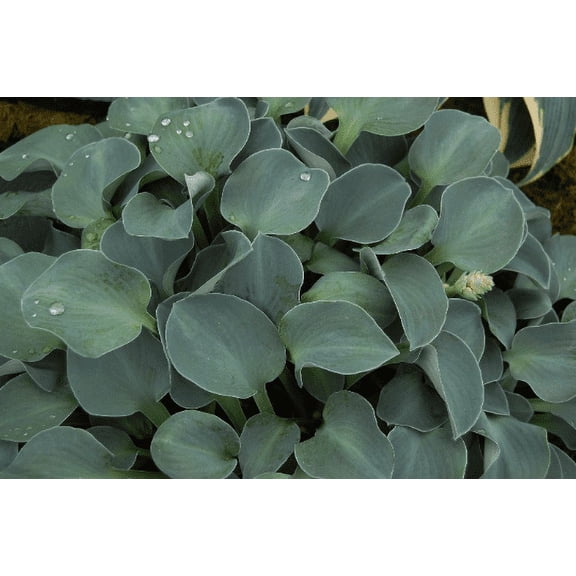 5 Blue Mouse Ears Hosta Bareroots