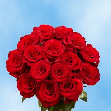 Globalrose 50 Fresh Cut Red Roses Large Bloom Flowers For Birthdays Weddings Or Anniversary Globalrose 50 Fresh Cut Red Roses Large Bloom Flowers For Birthdays Weddings Or Anniversary