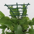 thumbnail image 4 of Matsuzay 6 piezas de accesorios de plantas para entusiastas de la jardinería, cuidado de plantas, protección efectiva de plantas, bricolaje Jardín y Patio, 4 of 6