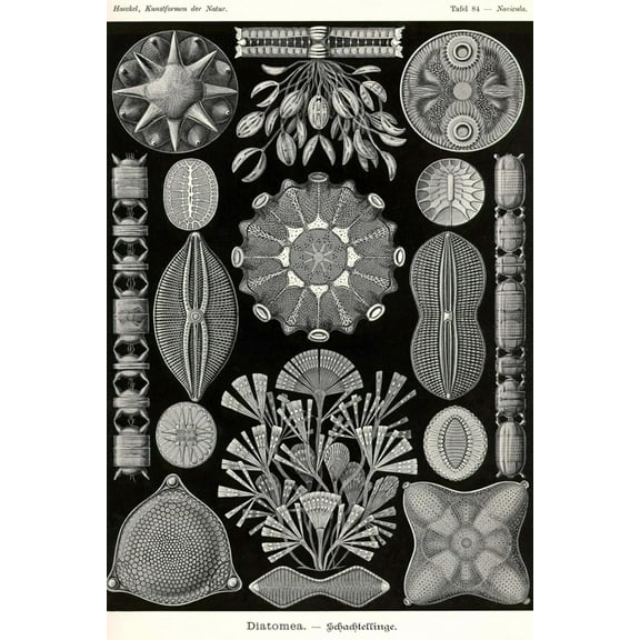 Art.com Diatoms Art Print by Ernst Haeckel, 12" x 18"