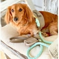 thumbnail image 4 of PoisePup Pet Dog Harness - Desert Mint, 4 of 5