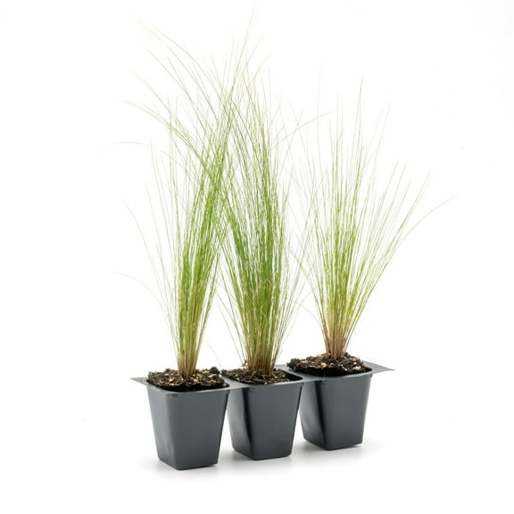 3 Mexican Feather Grass – Live Plants in 2.5-Inch Nursery Cubes | Nassella Tenuissima | Drought-Tolerant Ornamental Grass for Landscaping