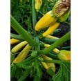 thumbnail image 2 of TomorrowSeeds - Golden Zucchini Seeds - 30+ Count - For 2025 Planting Heirloom Italian Yellow, 2 of 11
