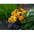 thumbnail image 4 of Morttic 2PCS 19'' Artificial Geraniums Silk Flowers Outdoor Garden Hanging Basket Porch Home Decor (Yellow), 4 of 6