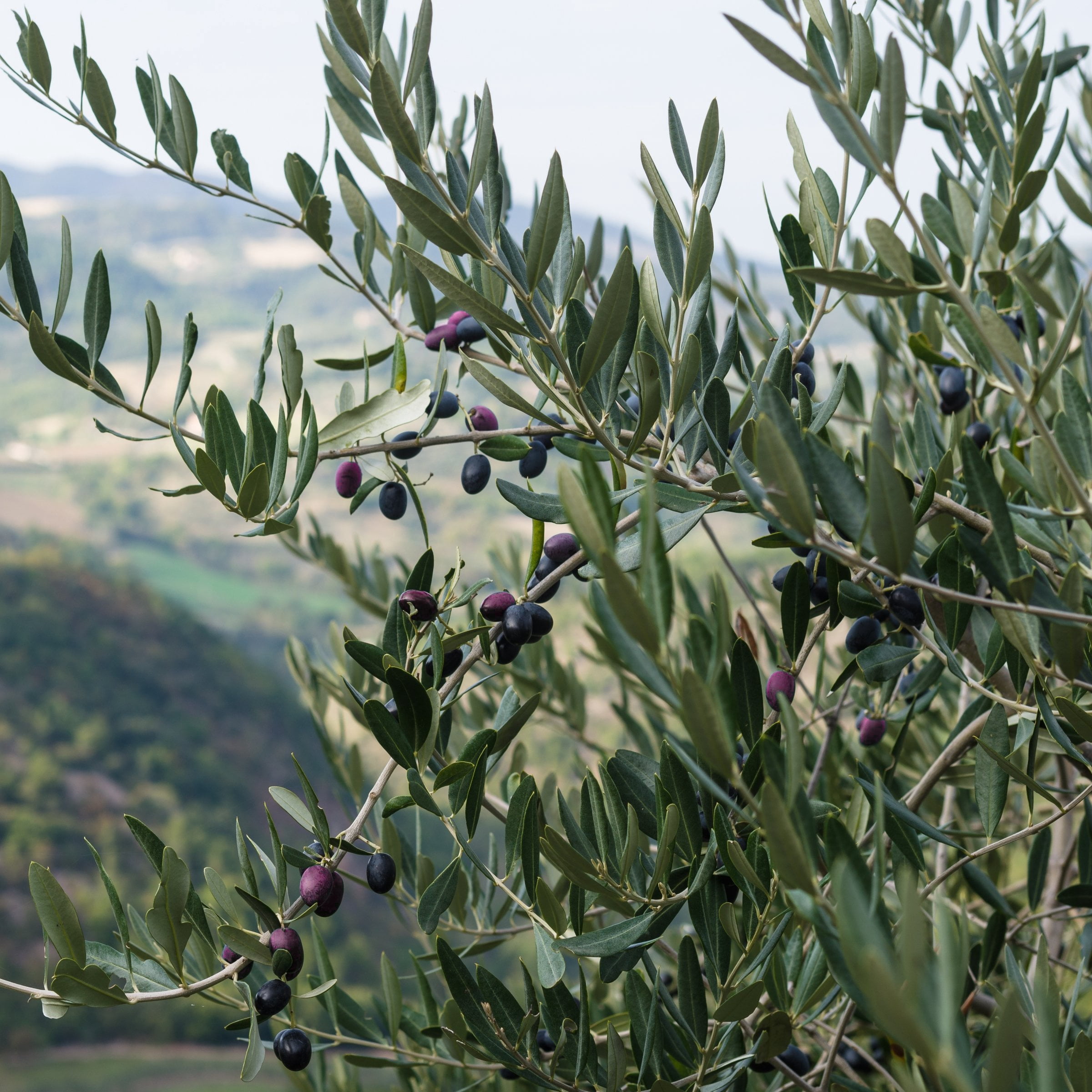 National Plant Network 4 in. Leccino Olive Tree