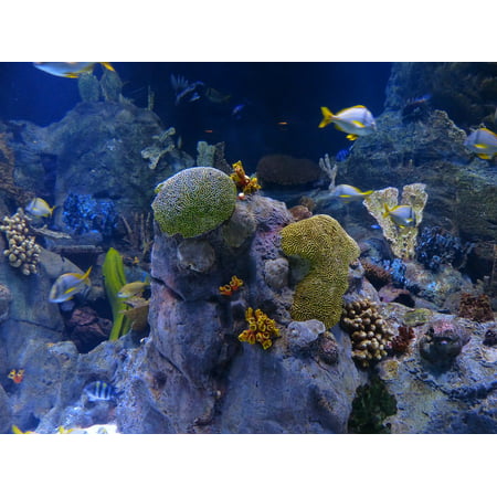 LAMINATED POSTER Underwater Reef Coral Reef Sponges Aquarium Poster Print 24 x