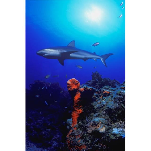 Posterazzi DPI1790695 Caribbean Reef Shark Poster Print by Carson Ganci, 11 x 17
