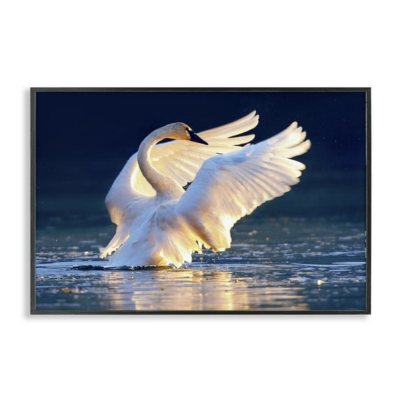 Stupell Industries Sunset Symphony Swan Animals Photography Black Framed Art Print Wall Art, 18 x 12