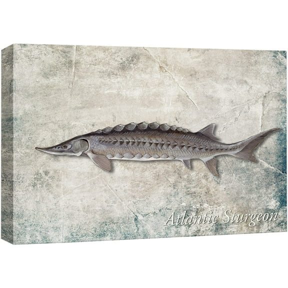 wall26 Framed Canvas Print Wall Art Sturgeon Fish on Granite Background Marine Life Animals Digital Art Realism Nautical Scenic Colorful Ultra for Living Room, Bedroom, Office - 16"x24"