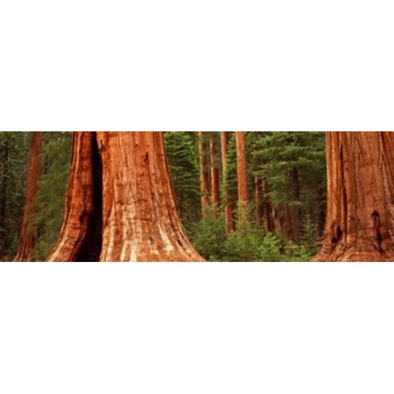 Giant sequoia trees in a forest California USA Canvas Art - Panoramic Images (18 x 6)