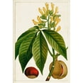 thumbnail image 2 of Unknown 18x24 Black Ornate Wood Framed with Double Matting Museum Art Print Titled - Antique Flowering Trees VI, 2 of 4
