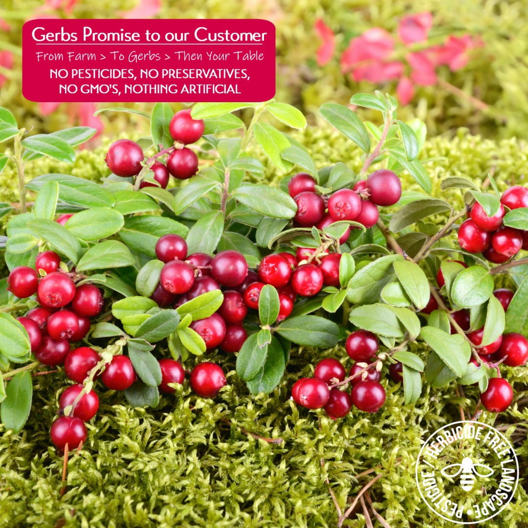 Dried Cape Cod Cranberries by Gerbs - 2 LBS - Sweetened - Unsulfured -Top 14 Food Allergen Free & NON GMO
