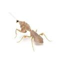 thumbnail image 1 of Insects Gashapon Big Picture Book Series Mantis Spider Scorpion Wasp Simulation Insect Action Figure Model Toys, 1 of 5