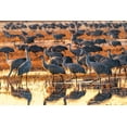 thumbnail image 2 of Jaynes Gallery 24x17 White Modern Wood Framed Museum Art Print Titled - USA-New Mexico-Bosque Del Apache National Wildlife Refuge-Sandhill cranes in water at sunrise, 2 of 4
