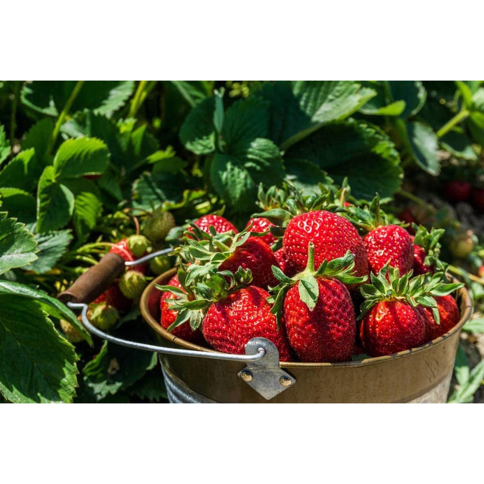 shiyou-Red Strawberry Climbing Strawberry Fruit Plant Seeds Home