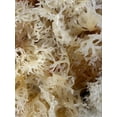 thumbnail image 4 of RAW CHONDRUS CRISPUS SEA MOSS GOLD 4 OZ (IRISH SEA MOSS), 4 of 5