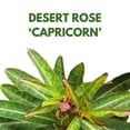 thumbnail image 2 of BubbleBlooms Desert Rose Capricorn 5 inch Pot Red Black and White Variegated Exotic Rare Flower, 2 of 9