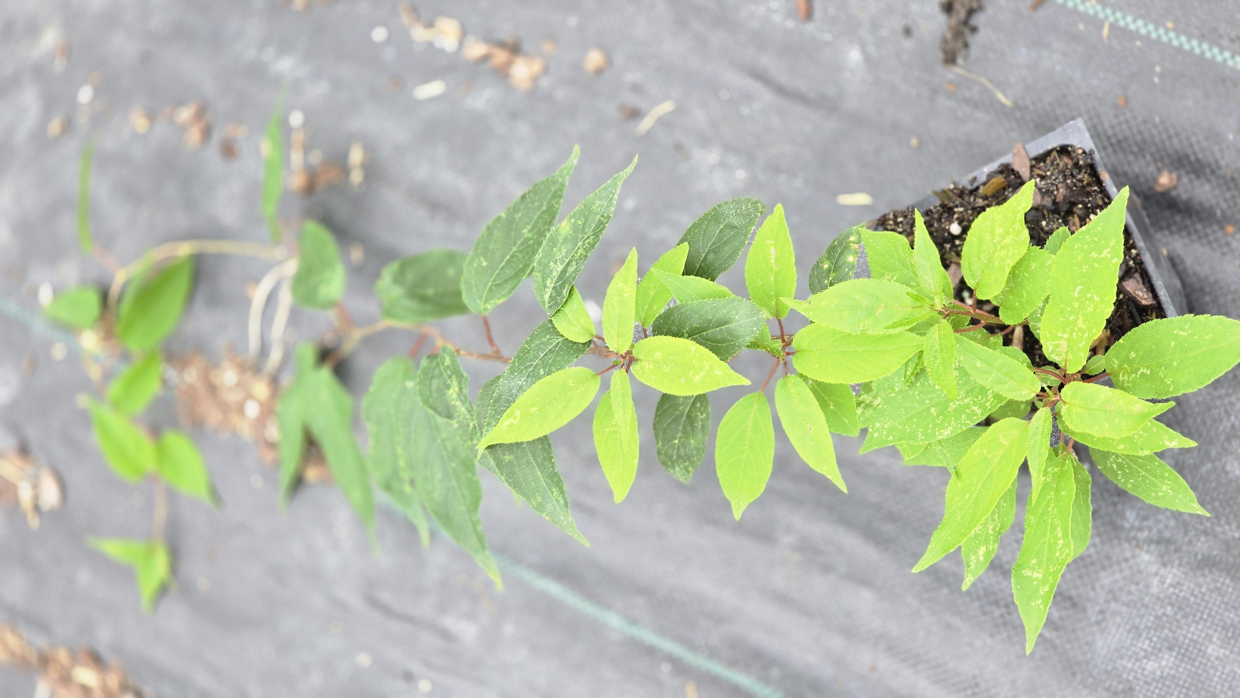 2 Kiwi Plants-Prolific self-pollinating kiwi--all in 4 Inch Cups/ hybrid 2 pots of plants, one plant per pot