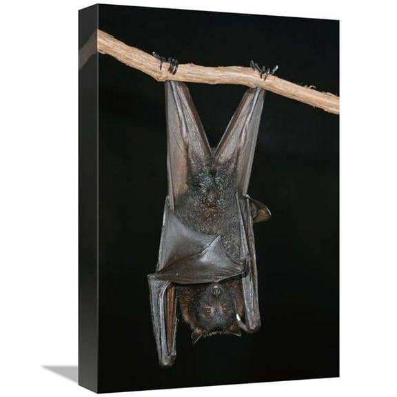 12 x 18 in. Large Flying Fox Roosting, Michigan Art Print - Steve Gettle