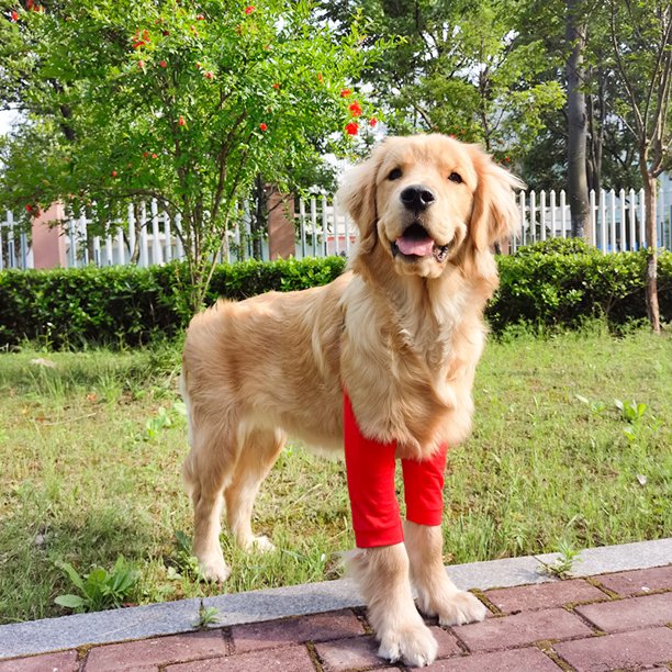Mangas de recuperación para perros, traje de recuperación para perros resistente a la abrasión, las heridas de las mascotas evitan lamer, morder, mantener seco (2XL,)