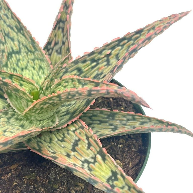 White Aloe, Aloe rauhii Reynolds, Snowflake Aloe, Flowering Blooming Size  Variegated White Aloe, Very Special Limited Supply Rare Plant 4" -  Walmart.com