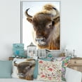 thumbnail image 2 of Designart 'Close UP Of Wild Bison' Farmhouse Framed Canvas Wall Art Print, 2 of 5