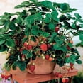 thumbnail image 5 of Supersweet Everbearing Strawberry Plant-two (2) Live Plants - Not Seeds -Each 5"-7" Tall in 3.5 Inch Pots, 5 of 5
