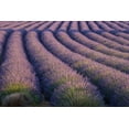 thumbnail image 2 of Anon, Ellen 32x23 Gold Ornate Wood Framed with Double Matting Museum Art Print Titled - Europe, France Rows of lavender in Provence, 2 of 4