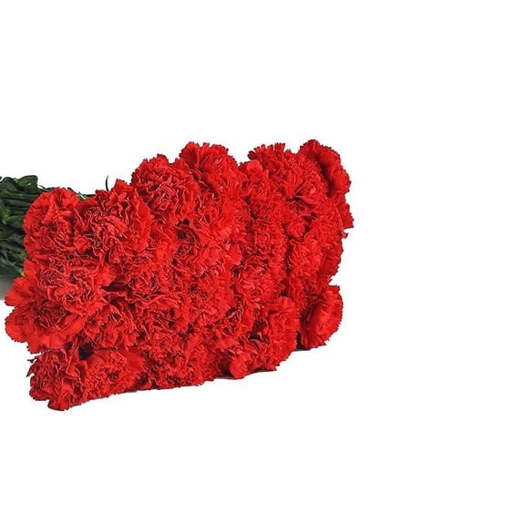 KaBloom :75 Red Carnations, Next-Day Delivery, Gift for Every Occasion.