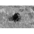 thumbnail image 2 of The Yellowstone Collection 32x23 White Modern Wood Framed Museum Art Print Titled - Black Bear in Lamar Valley, Yellowstone National Park, 2 of 4